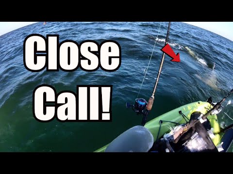 Agli squali piace il kayak