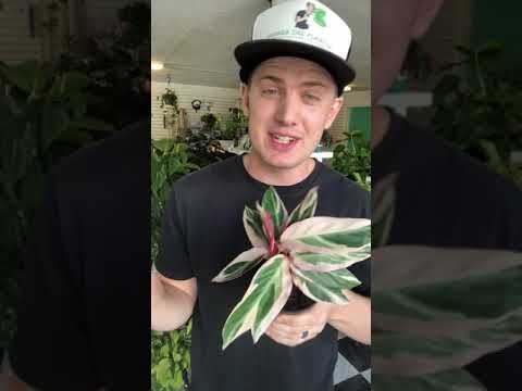 Stromanthe Care Guide (no humidifier required)