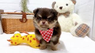 ハーフ犬の動画01