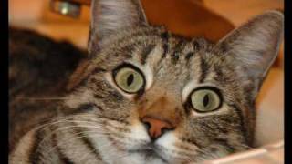 Billie Holiday You Showed Me The Way