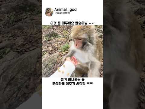 원숭이님에게 도움청했더니