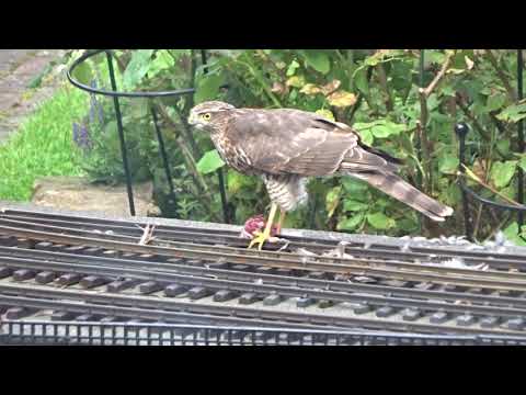 Sparrow Hawk kill