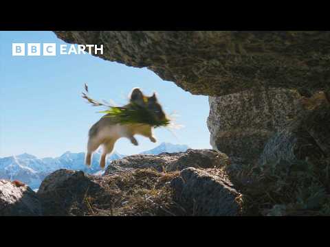 Cute Pika Steals Food From Neighbours | Mammals | BBC Earth