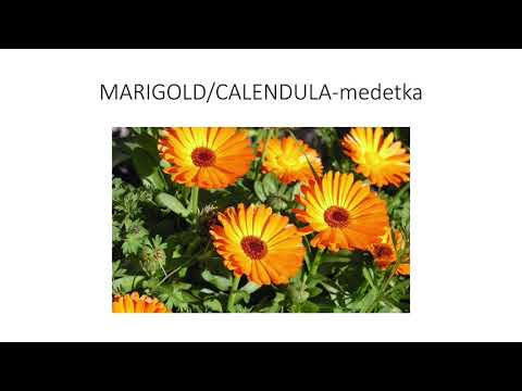 Typical Lithuanian plants and flowers