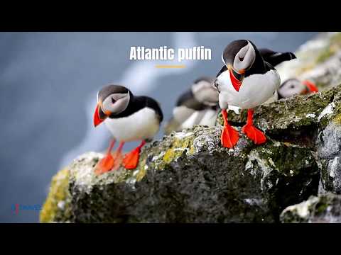 Icelandic wildlife & other animals