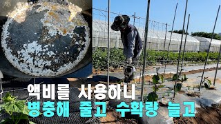 액비를 사용하니 병충해는 줄고 수확량은 늘고
