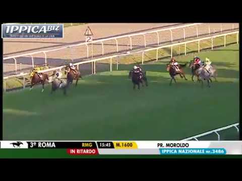 CIQUINQUIRA  (Rockmaster - Filara by Intikhab)