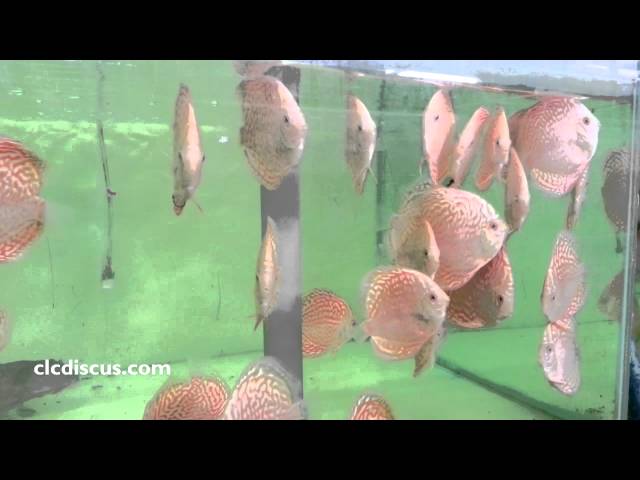 Albino Discus Fish - Albino Pigeon Tiger