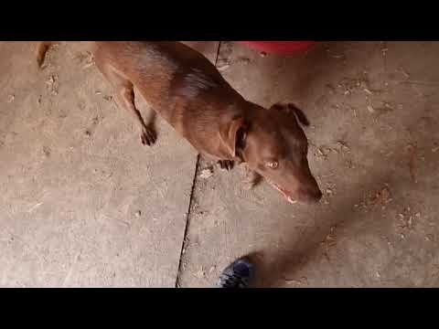 Tomy 10.08.2021 (3) - New Home for Strays e. V.