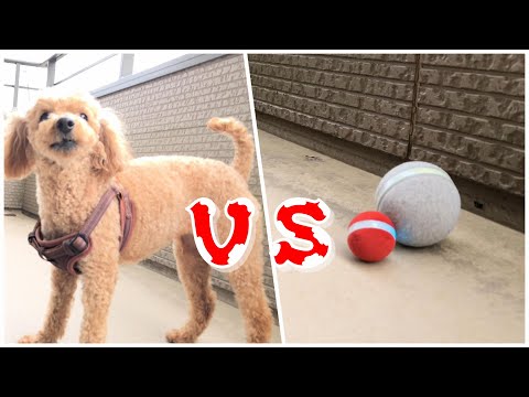 ウィキッドボール