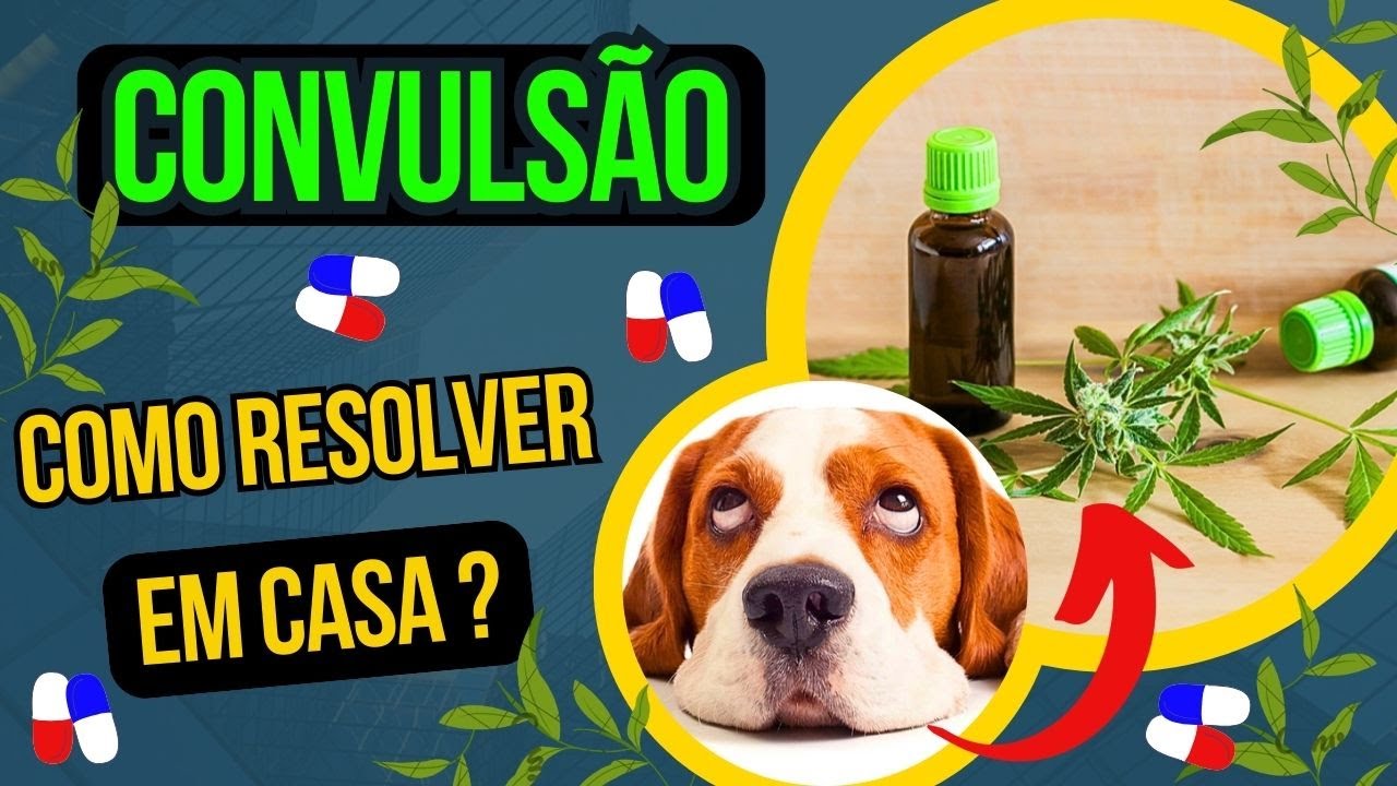 CACHORRO COM CONVULSÃO E EPILEPSIA O QUE PODE SER COMO CUIDAR DO CÃO EM CASA EVITAR CRISES