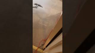 Professional Carpet & Upholstery Cleaning 