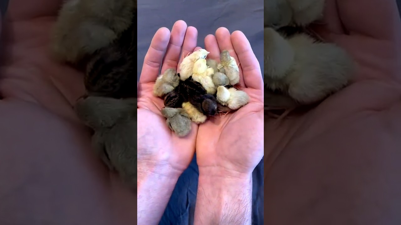 small to giant animal transformation