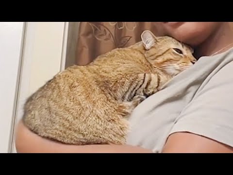 CATS really do bond with Humans, even if they don't always show it -  Cute Cat Show Love