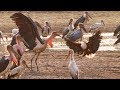 Marabou Stork VS Fish Eagle Dynasties On Location BBC Earth