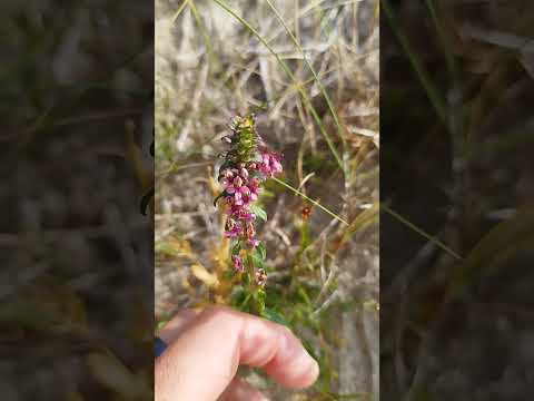 Roter Zahntrost: Halbschmarotzer & Lebensretter für Spezialbienen