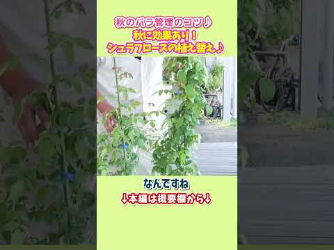 フロリバンダ ローズ 'ザンガーホイザー アニバーサリー ローズ' 植物