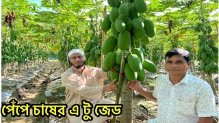 পেপে চাষ পদ্ধতি