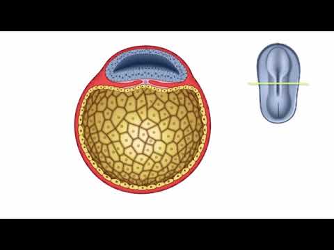 General Embryology   Detailed Animation On Neurulation