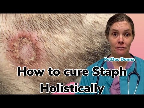 How to cure a stubborn Staphylococcus infection in an itchy dog using only holistic treatments