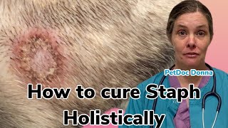 How to cure a stubborn Staphylococcus infection in an itchy dog using only holistic treatments