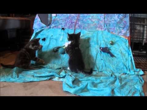 Kittens With A Beat 5 (Kittens Get Mad)