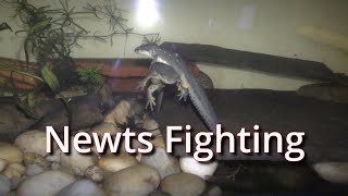 Newts Fighting