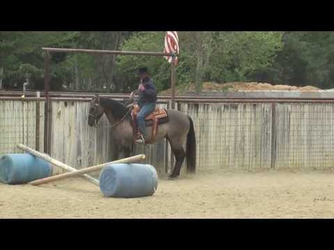 KING BARRY PINE: Monty Roberts Willing Partners™