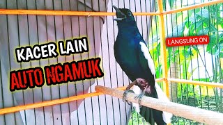 Download lagu KACER LAIN AUTO NGAMUK LANGSUNG ON !! PANCINGAN KACER GACOR PASTI NYAUT AMPUH. mp3 Download lagu KACER LAIN AUTO NGAMUK LANGSUNG ON !! PANCINGAN KACER GACOR PASTI NYAUT AMPUH. mp3
