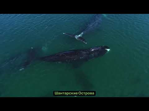 Шантарские Острова  Гренландские киты