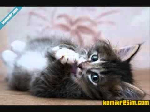 abdelilah turrialba :  bellos gatos