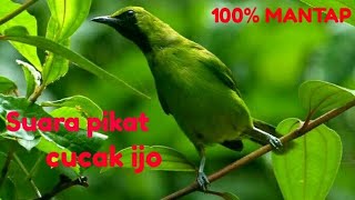 Download lagu Suara pikat mp3 burung cucak ijo di jamin 100% mendekat mantap... mp3 Download lagu Suara pikat mp3 burung cucak ijo di jamin 100% mendekat mantap... mp3