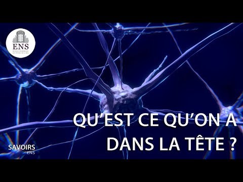 Les cellules du cerveau (qu’est-ce qu’on a dans la tête) ? - Alain Bessis