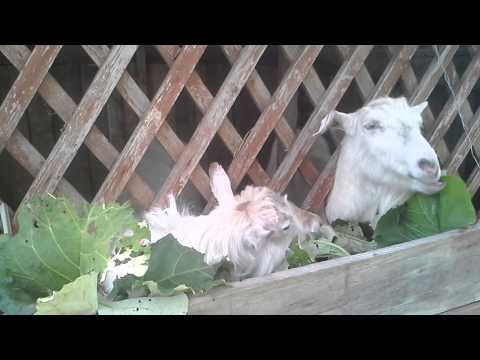 Bitza si Milutza - Devoratoarele de brusturi