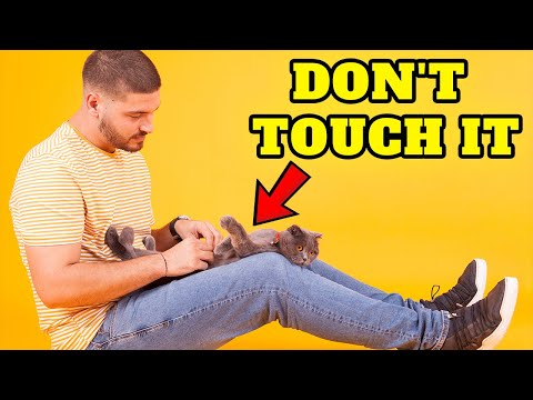 you'll wish you'd known why cats don’t like their belly rubbed