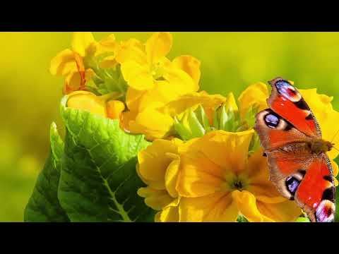 Opwekking 539 Kom, nu is de tijd