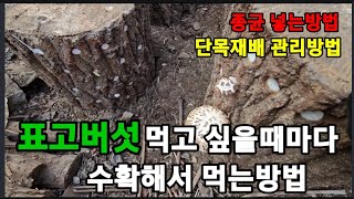 표고버섯 단목재배로 먹고 싶을때마다 버섯을 나오게 해서 먹는법! #표고버섯재배 #표고버섯키우기 #표고버섯나오…