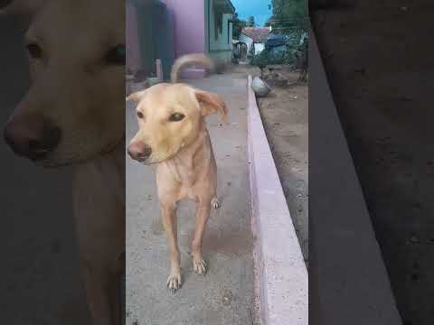dog#doglover#shortsvideo🐶lohita krishnan