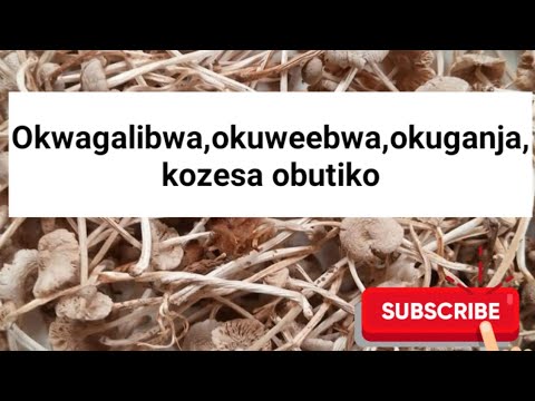 Ayagala emikisa,okuweebwa,okuganja wekwaate obutiko @SSENGABIROOTONEDDAGALA