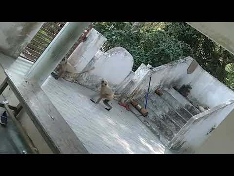 monkey's playing in my house 🐒🐒🐒🐒