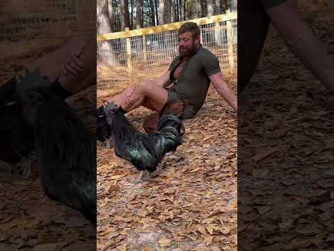 The Cock Whisperer Pt. 1