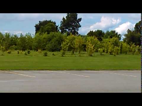 Trees we previously planted several years ago once or twice now are trees