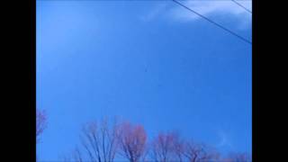 Chimes the Bell - Sarah Fimm with 2 Hawks