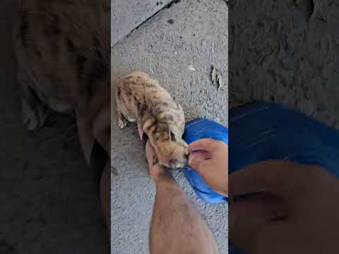 FILHOTE DE TIGRE POSTO KILOMETRAGEM CURVELO MINAS GERAIS BR 135😍😂😂😂😂