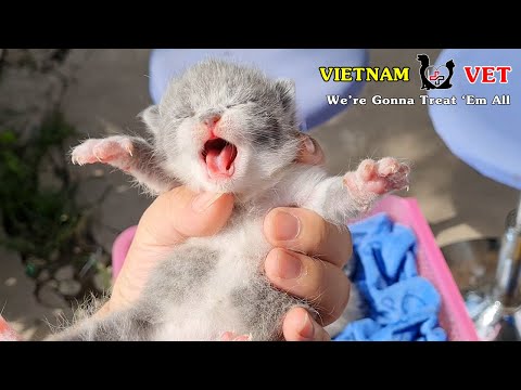 Cutest baby kitten react with first time getting sunlight bathing | animal vet clinic