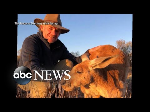 Roger the ripped kangaroo caretaker: 'Roger and I were best mates'