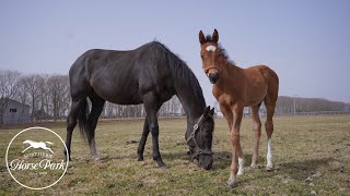 [聊天] 雍容白荷和她的小馬駒