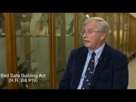 Bird Safe Glass Explained — Episode 3: The Legislation