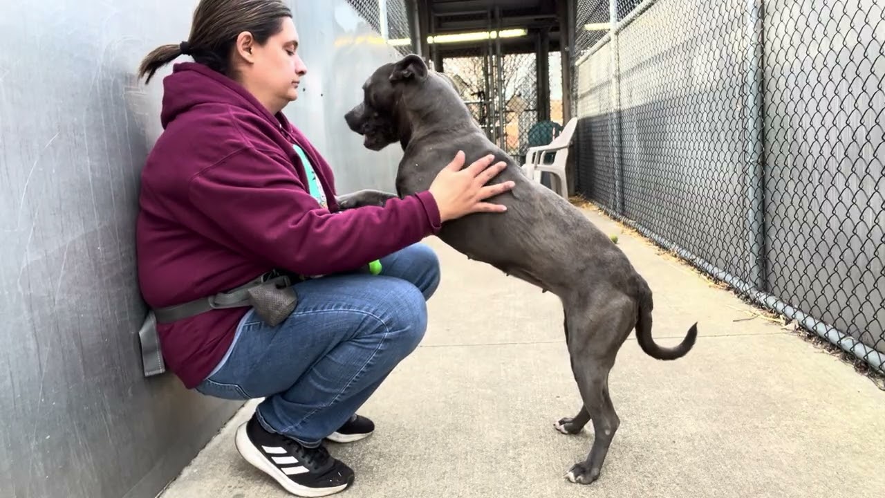 Enlarge Cookie, a ADOPTABLE Pit Bull Terrier in Chicago, IL video 5/5
