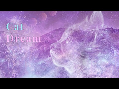 Dream Of CATS? 🐱  YOUR SECRET Spiritual Message 💖 |COLLAB WITH @Auntyflo.com  💗